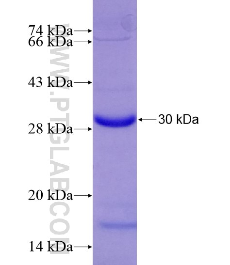 TGFB2 fusion protein Ag29126 SDS-PAGE
