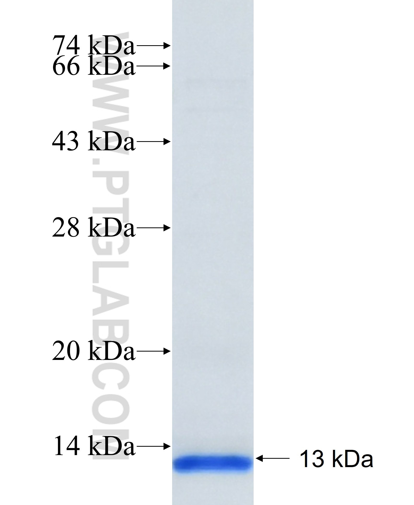 TGFB2 fusion protein Ag31117 SDS-PAGE TGFB2 fusion protein Ag31117 SDS-PAGE