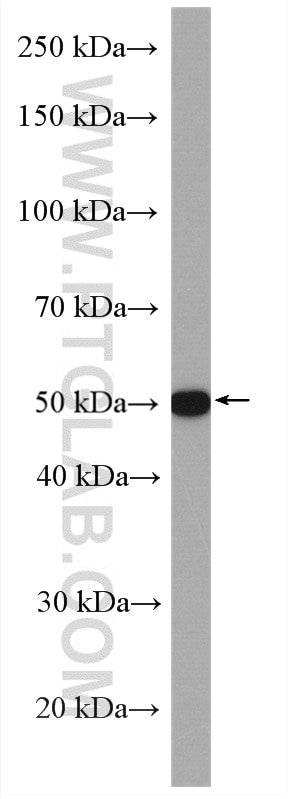 Western Blot (WB) analysis of K-562 cells using TGF beta 2-Specific Polyclonal antibody (19999-1-AP)