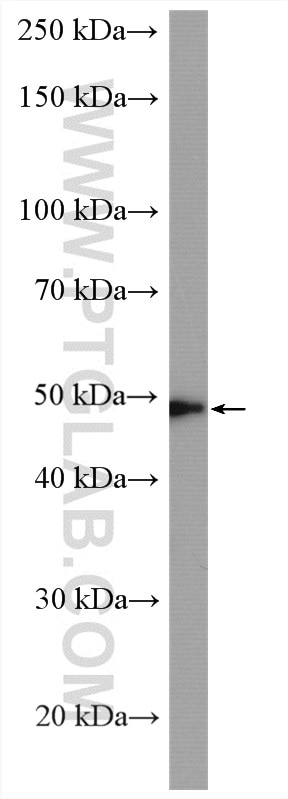 Western Blot (WB) analysis of mouse lung tissue using TGF beta 2-Specific Polyclonal antibody (19999-1-AP)