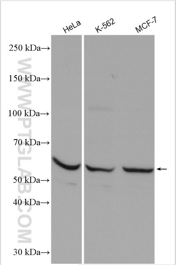 Western Blot (WB) analysis of various lysates using TGF beta 2-Specific Polyclonal antibody (19999-1-AP)