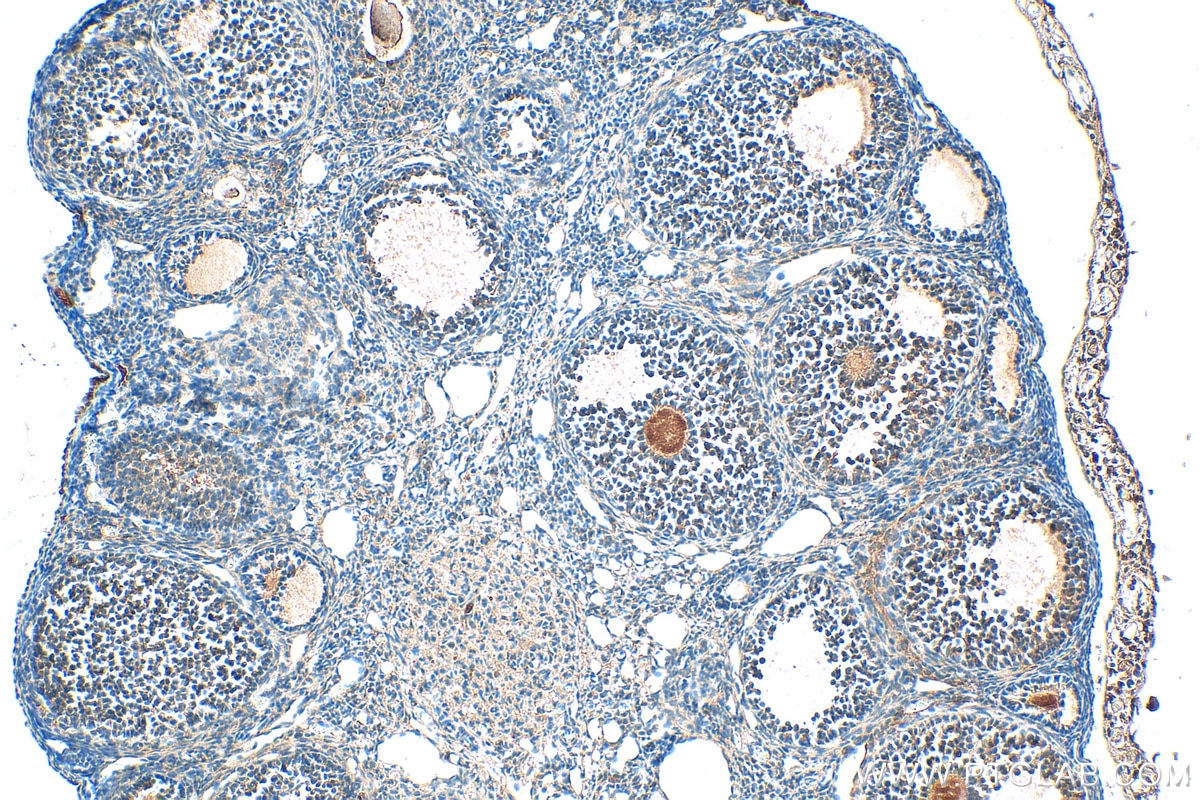 Immunohistochemistry (IHC) staining of mouse ovary tissue using TGF Beta 3 Polyclonal antibody (18942-1-AP)