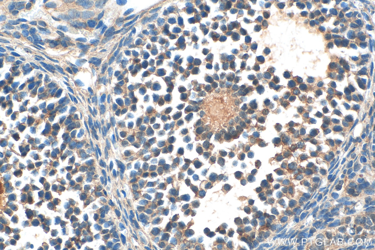 Immunohistochemistry (IHC) staining of mouse ovary tissue using TGF Beta 3 Polyclonal antibody (18942-1-AP)