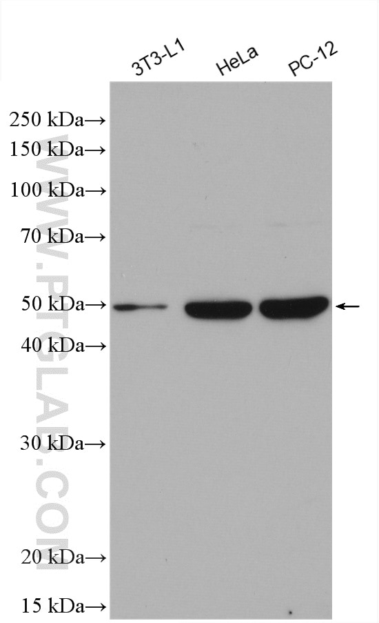 Western Blot (WB) analysis of various lysates using TGF Beta 3 Polyclonal antibody (18942-1-AP)