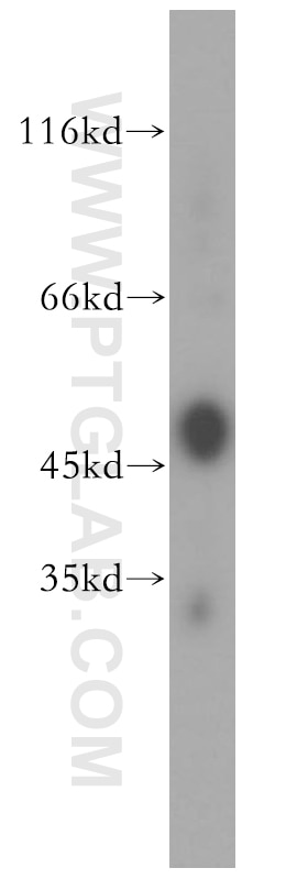 Western Blot (WB) analysis of mouse ovary tissue using TGF Beta 3 Polyclonal antibody (18942-1-AP)