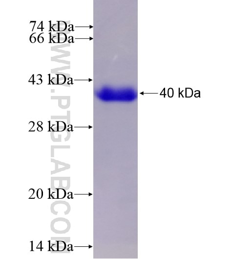 TGFB3 fusion protein Ag13507 SDS-PAGE