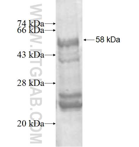 TGFB3 fusion protein Ag1767 SDS-PAGE