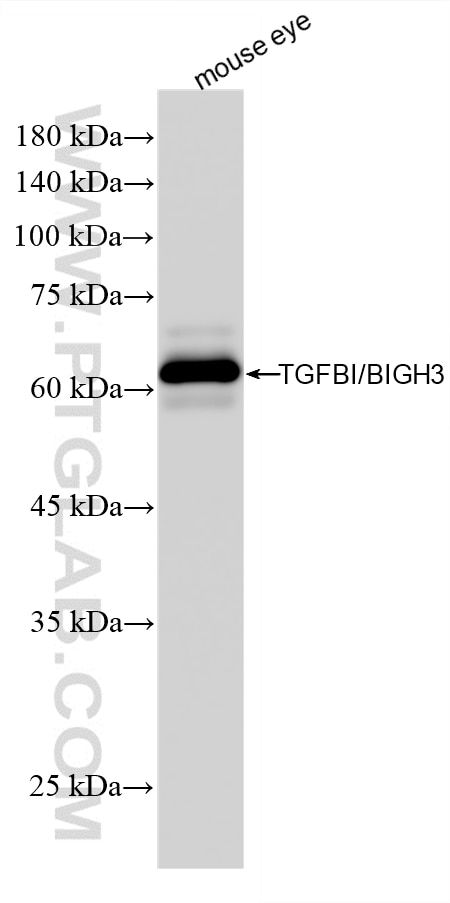 WB analysis of mouse eye using 80805-3-RR (same clone as 80805-3-PBS) Western Blot (WB) analysis of mouse eye tissue using TGFBI/BIGH3 Recombinant monoclonal antibody (80805-3-RR)