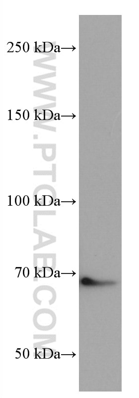 Western Blot (WB) analysis of NIH/3T3 cells using TGFBR2 Monoclonal antibody (66636-1-Ig)