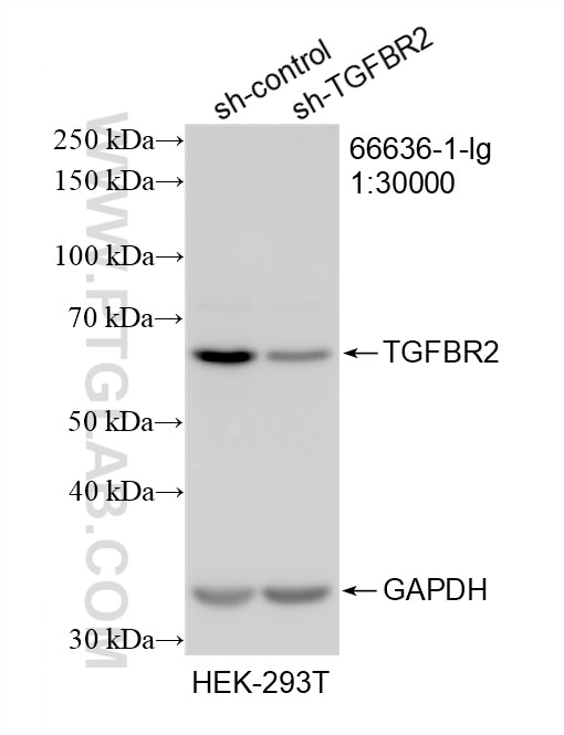 Western Blot (WB) analysis of HEK-293T cells using TGFBR2 Monoclonal antibody (66636-1-Ig)