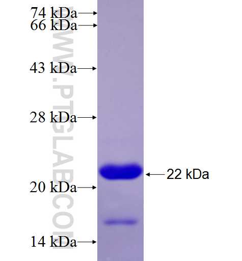 TGFBR2 fusion protein Ag25773 SDS-PAGE