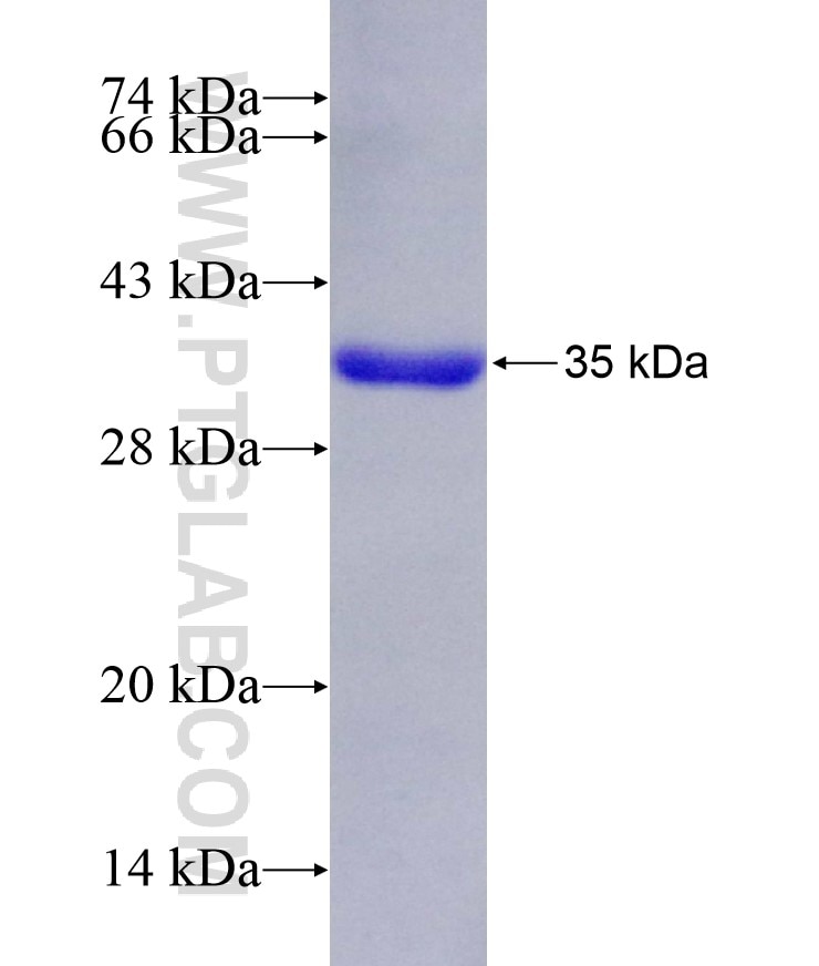 TGFBR3 fusion protein Ag29397 SDS-PAGE