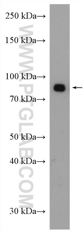 Western Blot (WB) analysis of HEK-293T cells using TGFBRAP1 Polyclonal antibody (20153-1-AP)