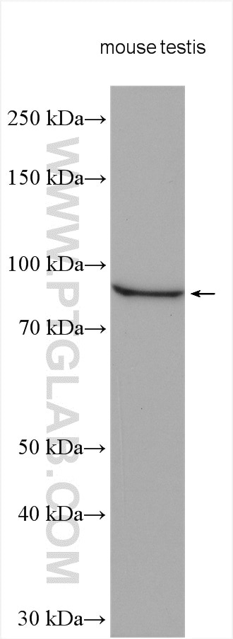 Western Blot (WB) analysis of various lysates using TGFBRAP1 Polyclonal antibody (20153-1-AP)