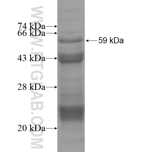 TGFBRAP1 fusion protein Ag13698 SDS-PAGE