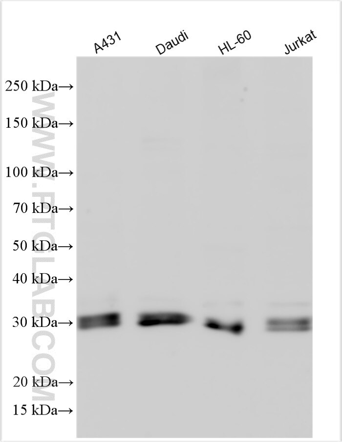 Western Blot (WB) analysis of various lysates using TGIF2 Polyclonal antibody (11522-1-AP)