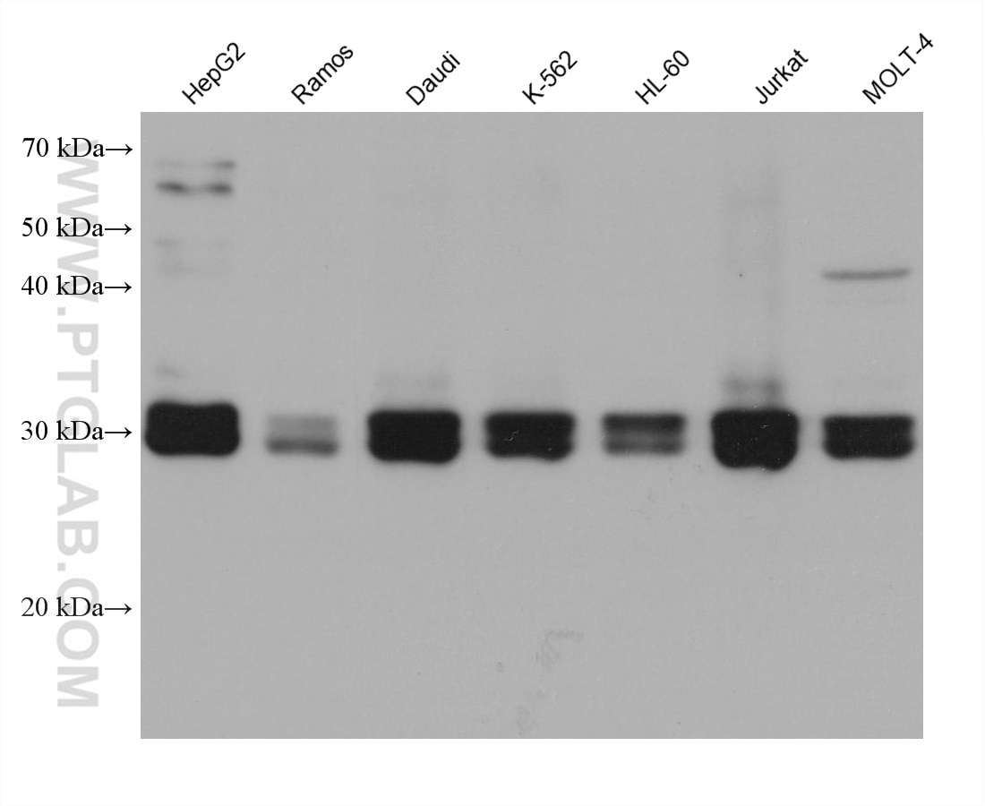 Western Blot (WB) analysis of various lysates using TGIF2 Monoclonal antibody (67576-1-Ig)