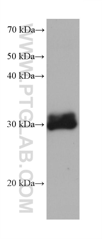 Western Blot (WB) analysis of THP-1 cells using TGIF2 Monoclonal antibody (67576-1-Ig)