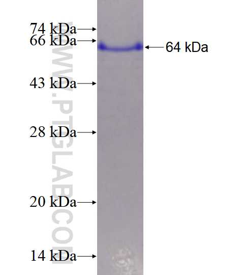 TGM1 fusion protein Ag3905 SDS-PAGE