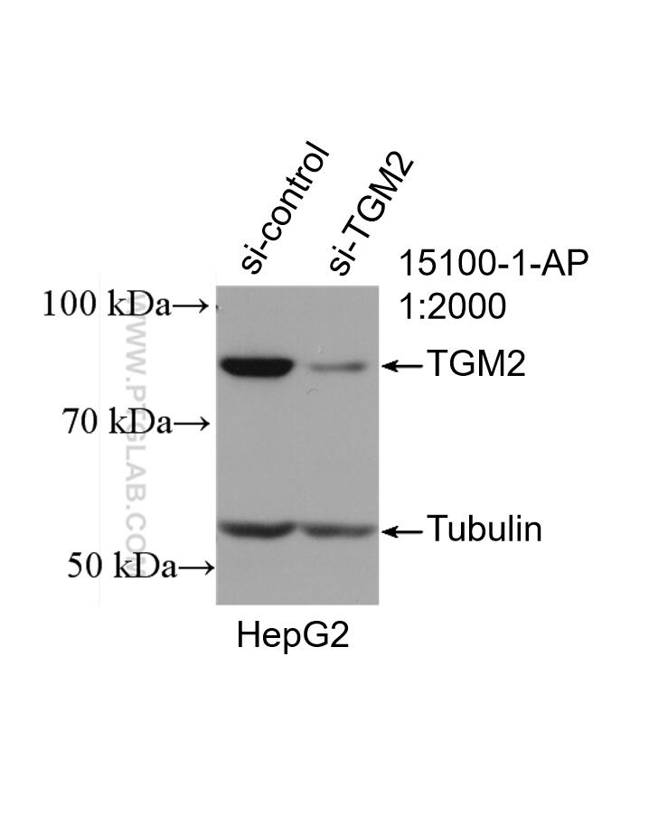 Western Blot (WB) analysis of HepG2 cells using TGM2 Polyclonal antibody (15100-1-AP)