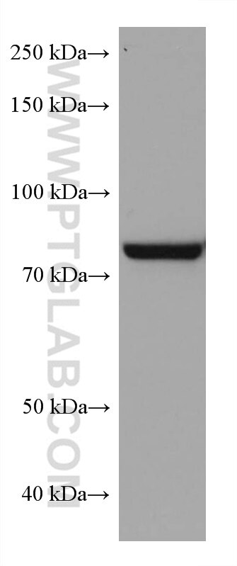Western Blot (WB) analysis of HeLa cells using TGM2 Monoclonal antibody (68006-1-Ig)