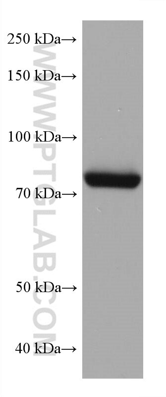 Western Blot (WB) analysis of HUVEC cells using TGM2 Monoclonal antibody (68006-1-Ig)