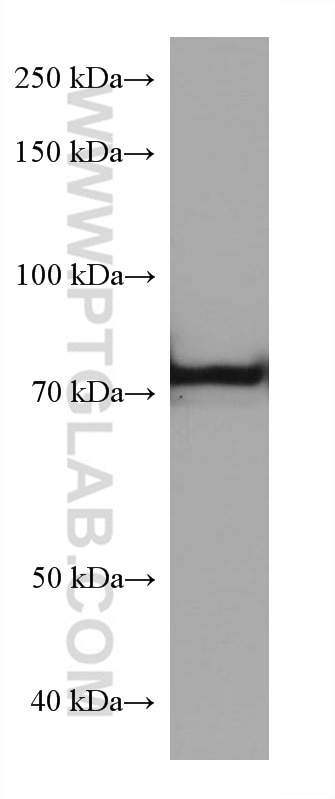 Western Blot (WB) analysis of HepG2 cells using TGM2 Monoclonal antibody (68006-1-Ig)