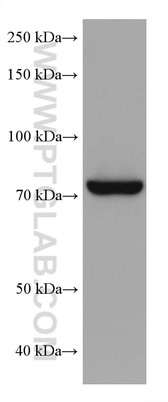 Western Blot (WB) analysis of K-562 cells using TGM2 Monoclonal antibody (68006-1-Ig)