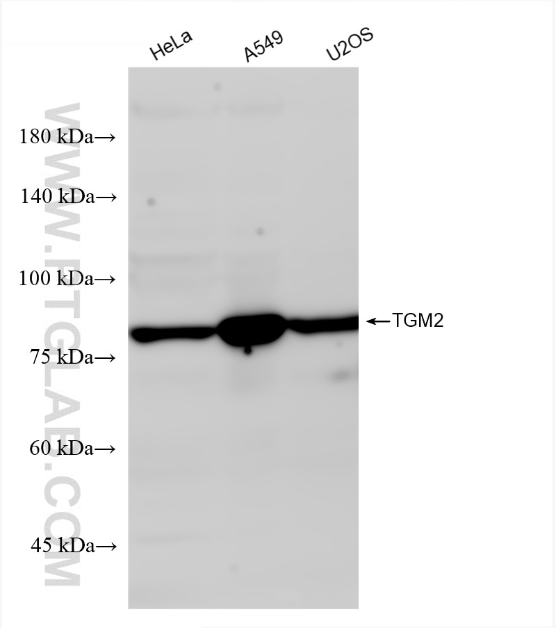 Western Blot (WB) analysis of various lysates using TGM2 Recombinant antibody (82552-4-RR)