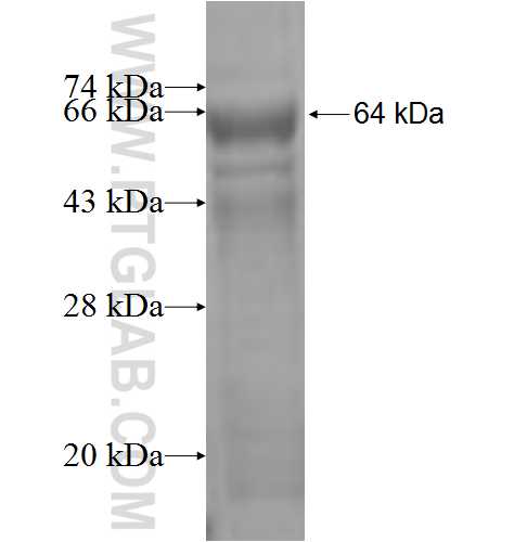 TGM2 fusion protein Ag7439 SDS-PAGE