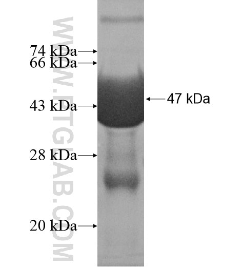 TGM3 fusion protein Ag16131 SDS-PAGE