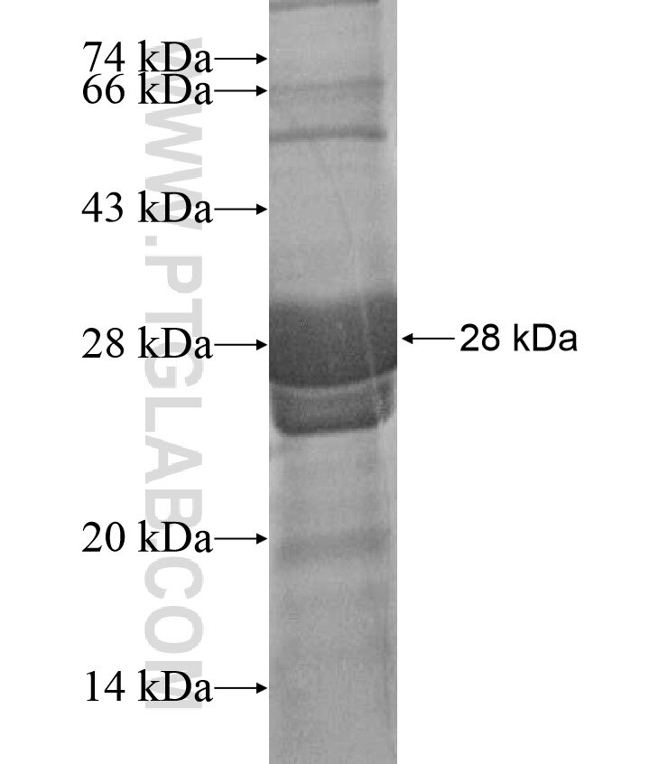 TGM3 fusion protein Ag17086 SDS-PAGE