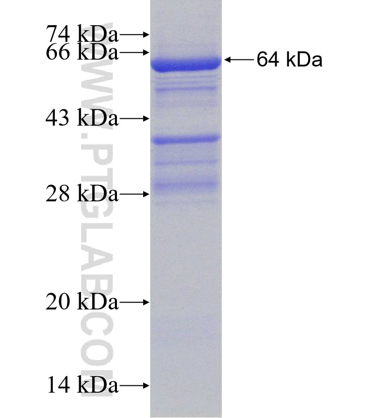 TGM4 fusion protein Ag8608 SDS-PAGE