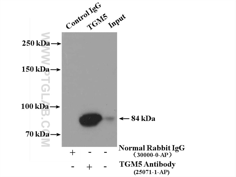 Immunoprecipitation (IP) experiment of mouse skin tissue using TGM5 Polyclonal antibody (25071-1-AP)
