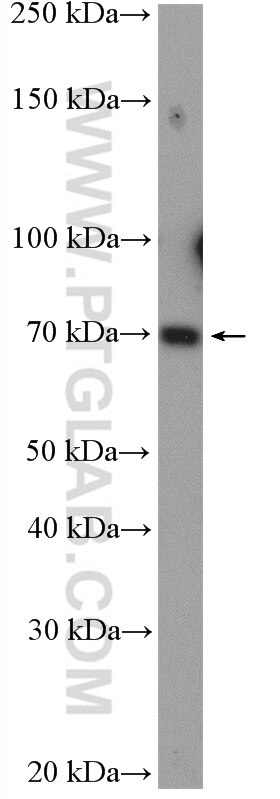 Western Blot (WB) analysis of NIH/3T3 cells using TGM7 Polyclonal antibody (27748-1-AP)