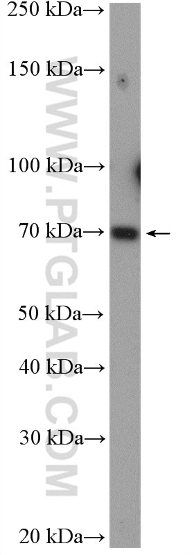 WB analysis of NIH/3T3 using 27748-1-AP