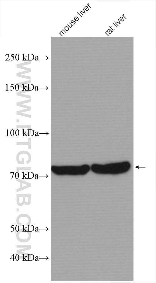 Western Blot (WB) analysis of various lysates using TGM7 Polyclonal antibody (27748-1-AP)