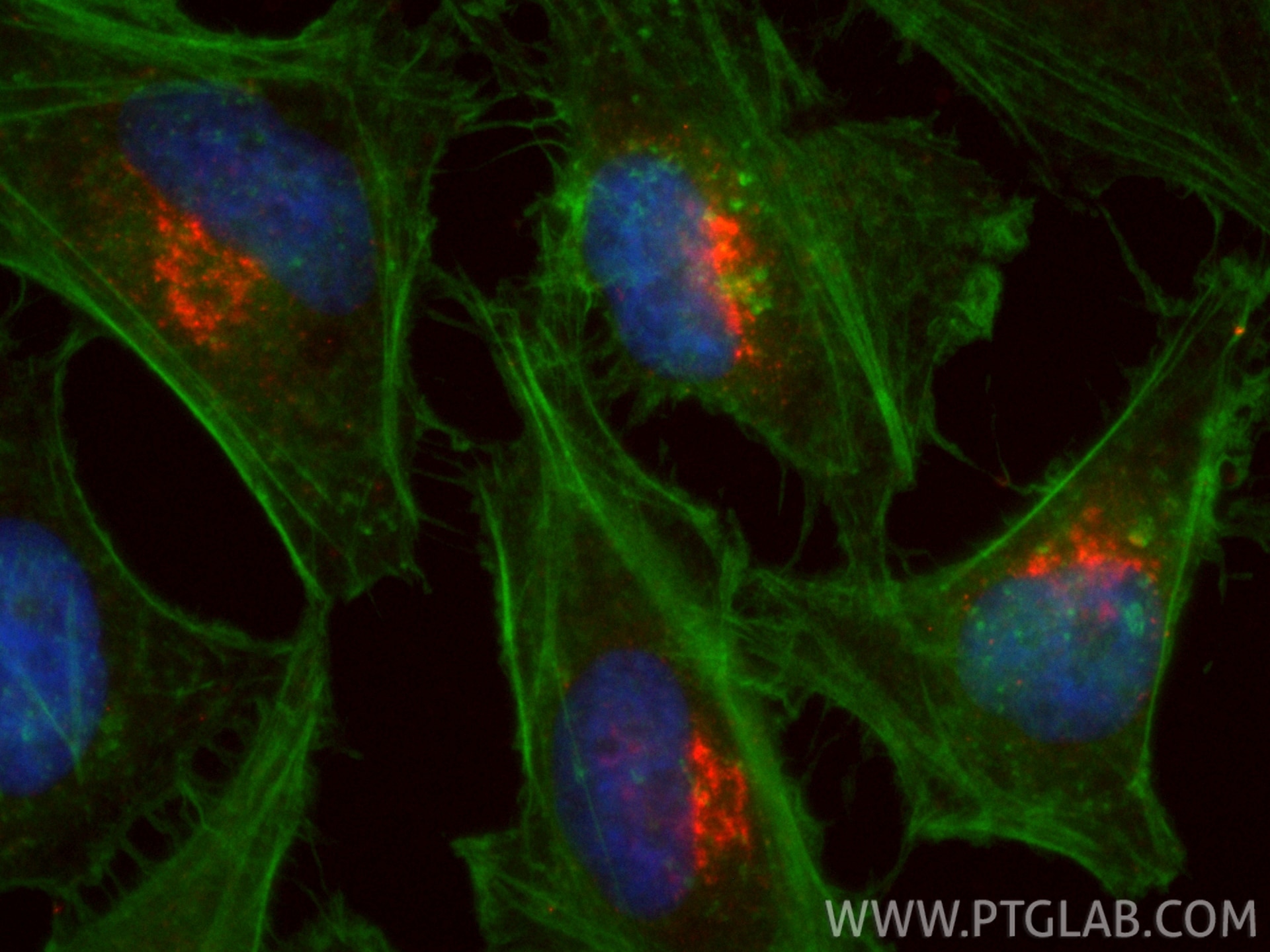 Immunofluorescent analysis of (4% PFA) fixed HeLa cells using CoraLite®594 TGN46 antibody (CL594-83099-2, Clone: 230376D6 ) at dilution of 1:200, CL488-phalloidin (green). Immunofluorescence (IF) / fluorescent staining of HeLa cells using CoraLite®594-conjugated TGN46 Recombinant monoclon (CL594-83099-2)