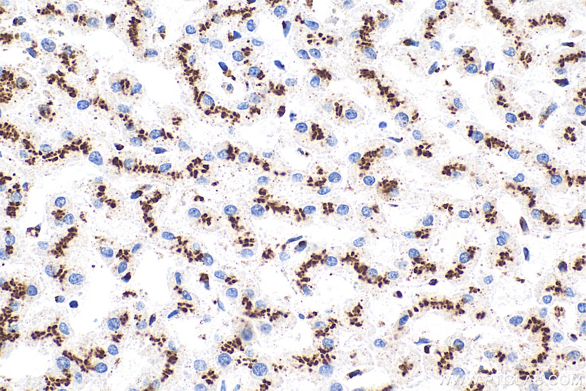 IHC staining of human liver using RMX00075 Immunohistochemistry (IHC) staining of human liver tissue using Multi-rAb® TGN46 Multi-Recombinant antibody (RMX00075)
