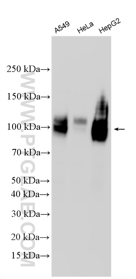 WB analysis using RMX00075 Western Blot (WB) analysis of various lysates using Multi-rAb® TGN46 Multi-Recombinant antibody (RMX00075)