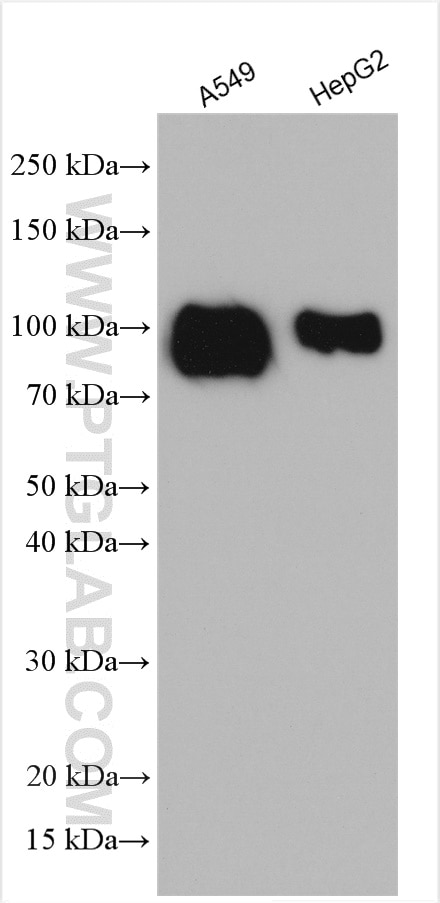 Western Blot (WB) analysis of various lysates using TGN46 Polyclonal antibody (13573-1-AP)