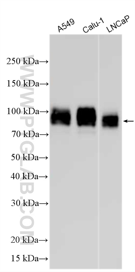 WB analysis using 13573-1-AP Western Blot (WB) analysis of various lysates using TGN46 Polyclonal antibody (13573-1-AP)