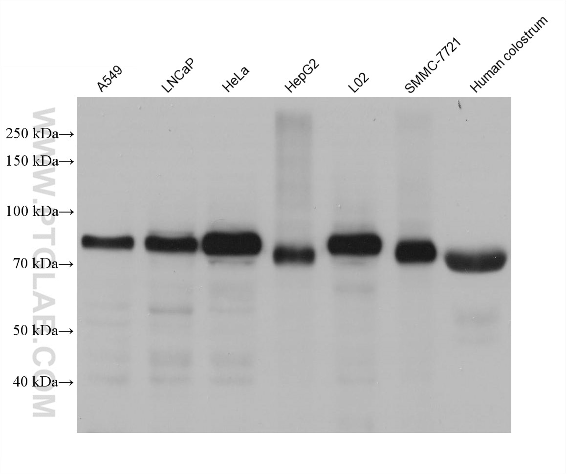 Western Blot (WB) analysis of various lysates using TGN46 Monoclonal antibody (66477-1-Ig)