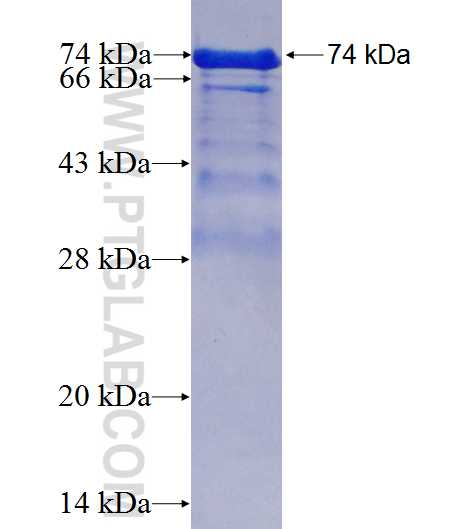 TGOLN2,TGN46 fusion protein Ag4470 SDS-PAGE