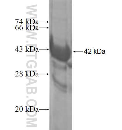 TGS1 fusion protein Ag3683 SDS-PAGE