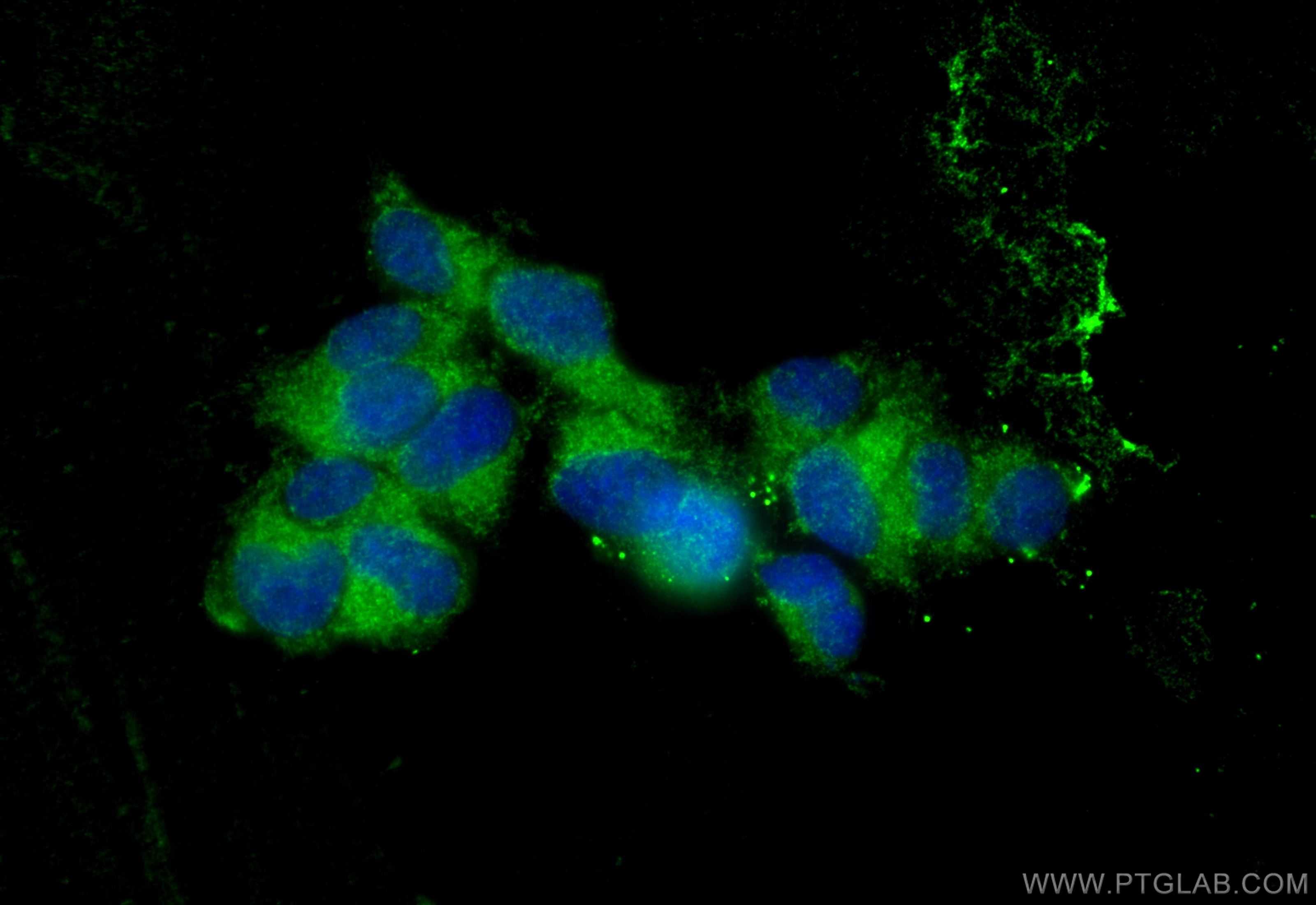 Immunofluorescence (IF) / fluorescent staining of PC-12 cells using TH Polyclonal antibody (25859-1-AP)