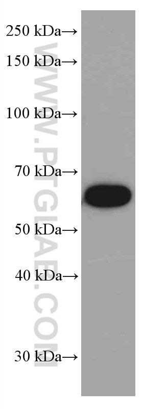 Western Blot (WB) analysis of PC-12 cells using TH Monoclonal antibody (66334-1-Ig)