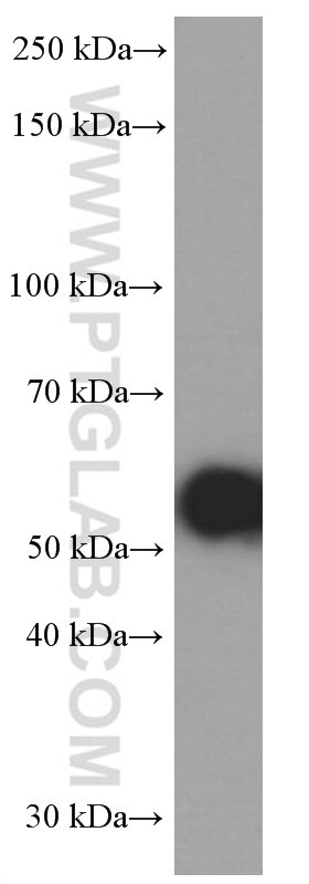 Western Blot (WB) analysis of PC-12 cells using TH Monoclonal antibody (66334-1-Ig)