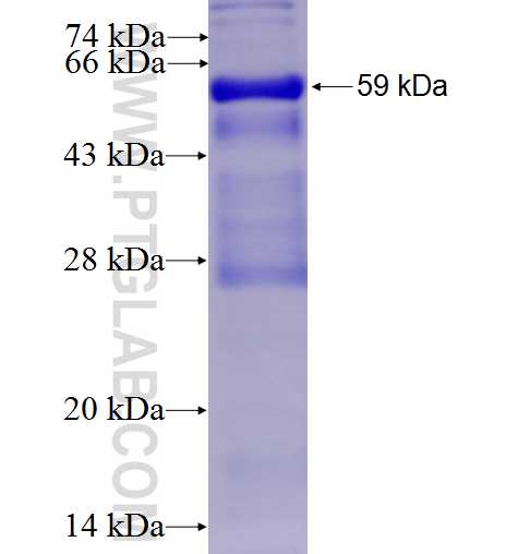 TH fusion protein Ag23034 SDS-PAGE