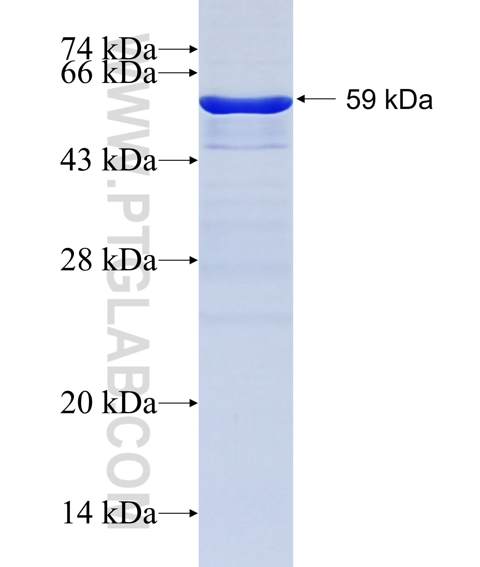 TH fusion protein Ag23034 SDS-PAGE